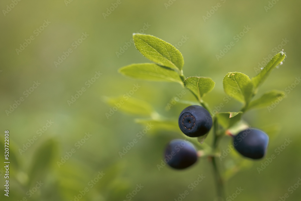 Fresh organic blueberries on the Bush. Fresh organic blueberries on the Bush.