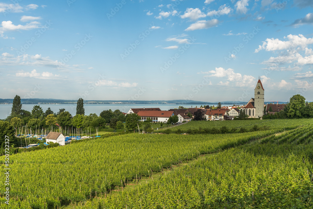 Catholic church and vineyards, Hagnau, Lake Constance, Baden-Württemberg, Germany