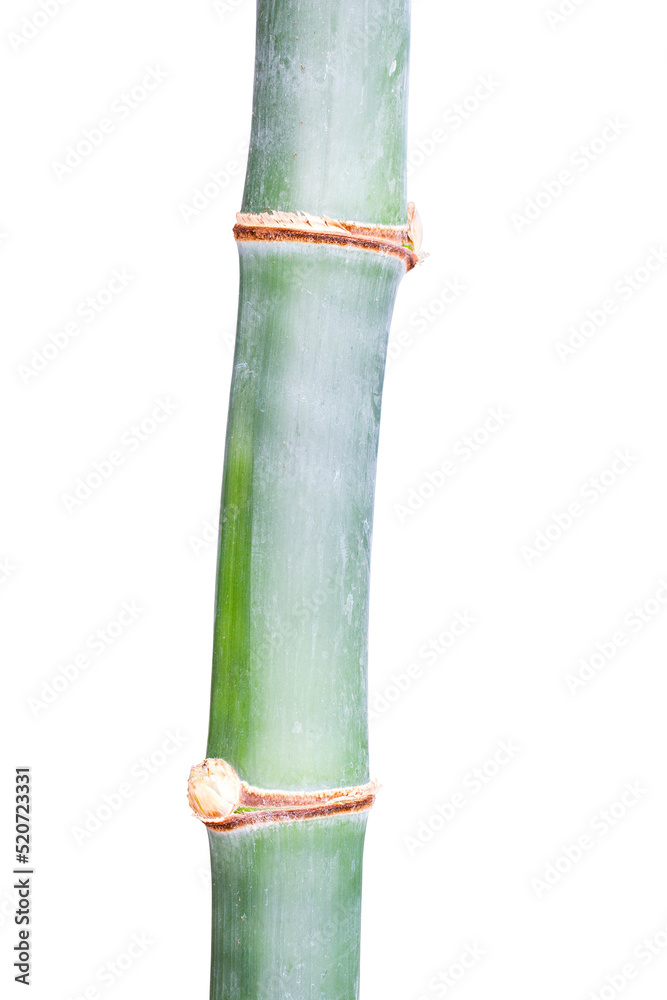 Fototapeta premium Bamboo in bamboo forest