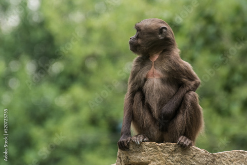 single dear gelada monkey sits on a stone © thomaseder
