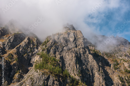 Misty autumn landscape with coniferous trees on sunlit sharp rocks and pointy peak in low clouds. Fading autumn colors in high mountains. Firs on rocky mountain with peaked top in foggy sunny morning.