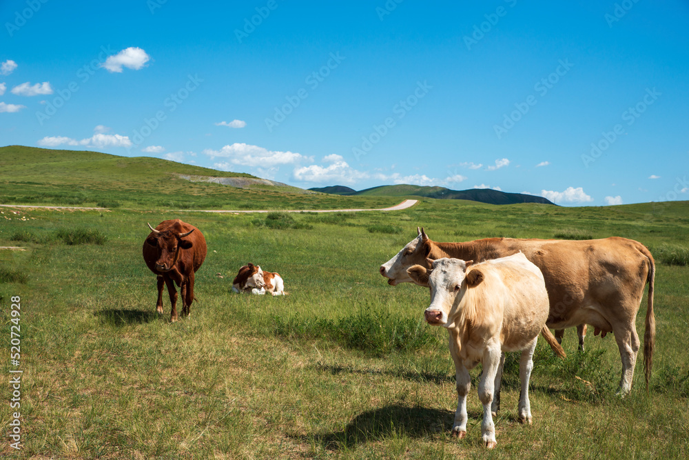 Cattle on the prairie graze or sleep