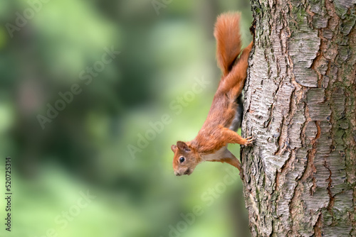 A squirrel in the forest stands on a tree trunk and observes the surroundings.