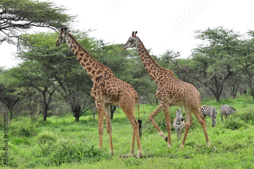 Elegant Giraffe in serengeti  tanzania  africa