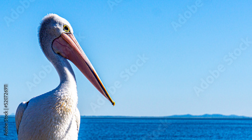 Photographie Close up pelican photo, looking to the right with a bright blue Australian sky i
