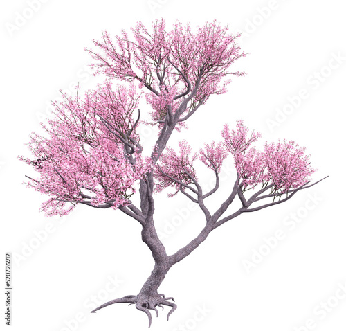 3D Blooming sakura tree Fototapet