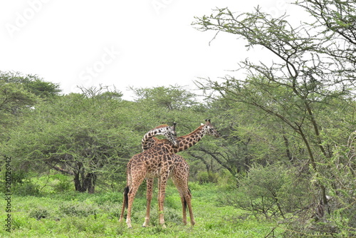 Elegant Giraffe in serengeti, tanzania, africa