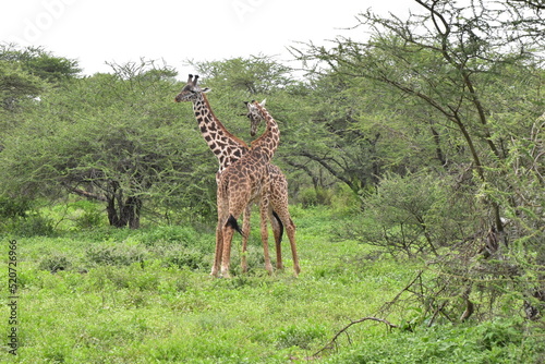 Elegant Giraffe in serengeti, tanzania, africa