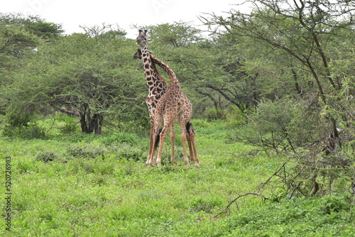 Elegant Giraffe in serengeti, tanzania, africa