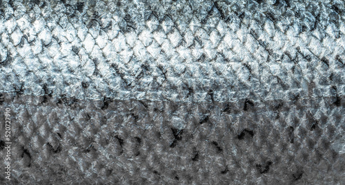 fish scales background close up. scales of Freshly caught North Atlantic salmon. Salmon fish scale. top view