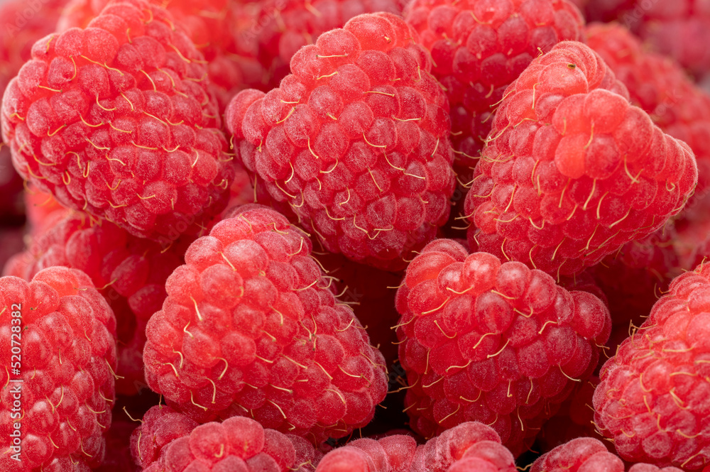 Fresh and sweet raspberries background. Close up of red Fresh organic ripe raspberry. Bunch of red raspberries. top view Fresh and sweet raspberries background. Close up of red Fresh organic ripe raspberry. Bunch of red raspberries. top view