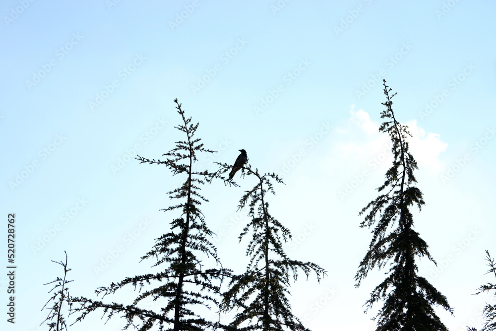 crow on branch of pine tree