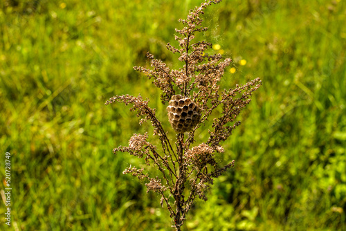 Wasp (Polistes bischoffi) watching its nest photo