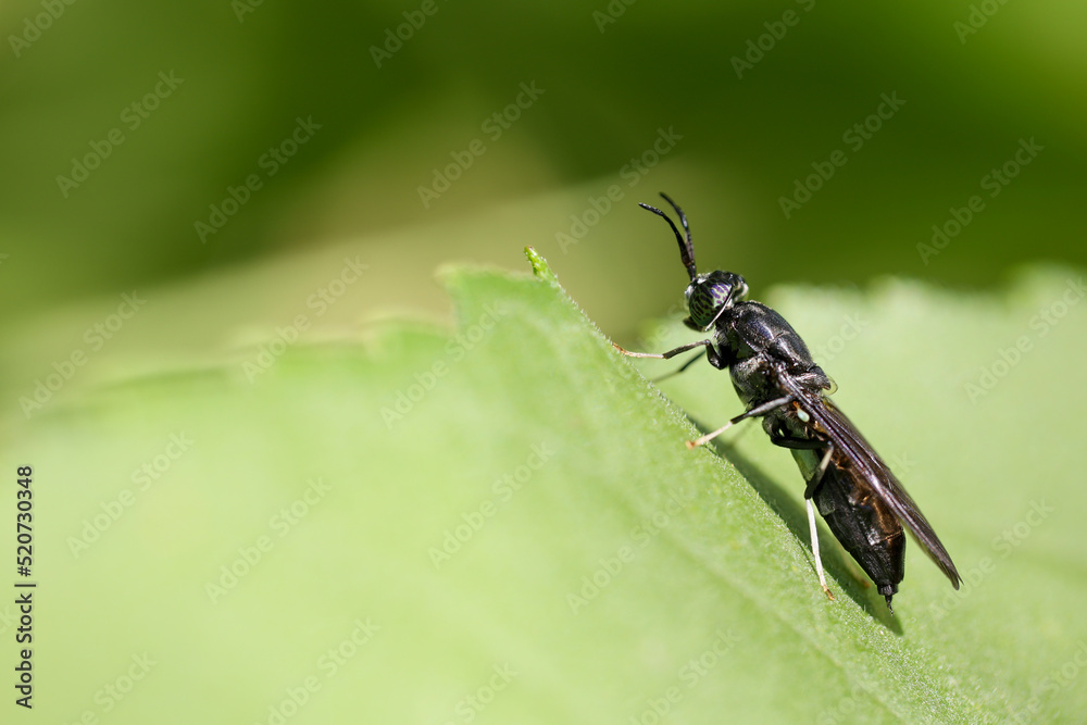 Naklejka premium black bee on green leaf with copy space