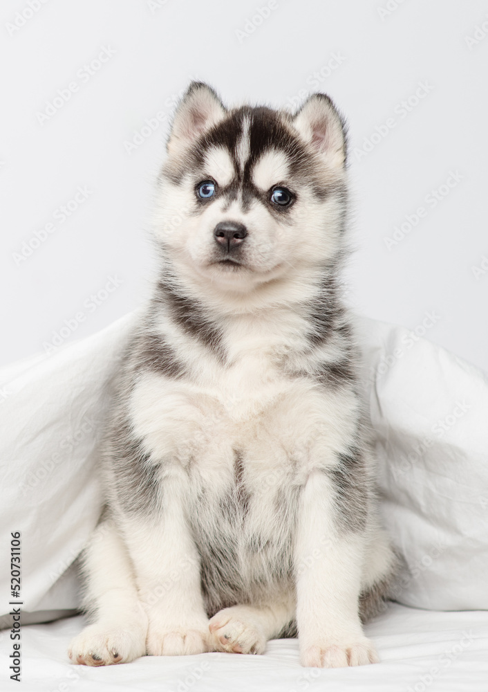 Obraz premium A small blue-eyed husky puppy lying under a blanket at home and laying his head on the bed with his paws outstretched.