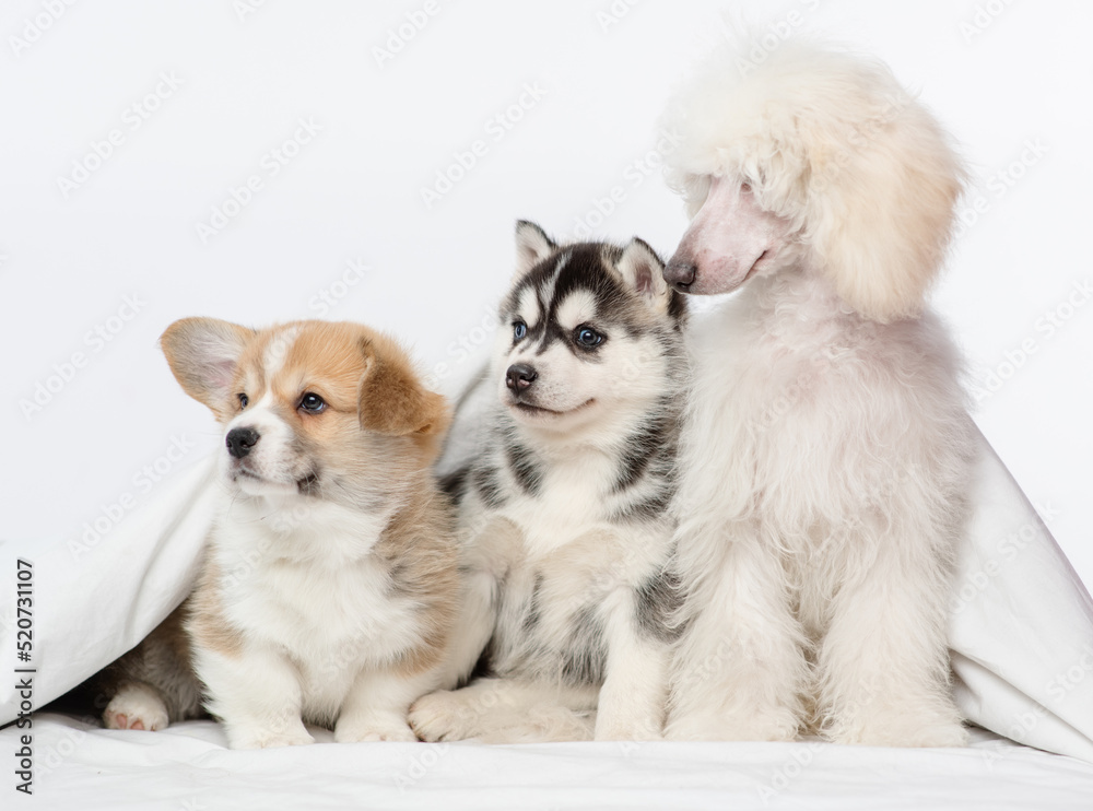 Three puppies of different breeds sitting under the covers on the bed. Red corgi, black husky, white poodle. Puppies friends at home