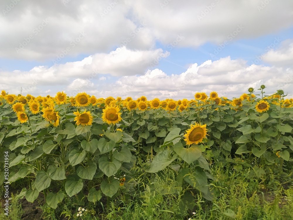 Sunflowers in the summer field against the blue sky. Agriculture, sunflower oil production