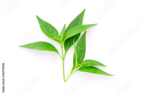 Tip of andrographis paniculata leaf on white background , top view , flat lay. photo