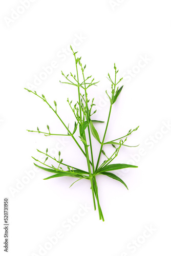 Andrographis paniculata flower isolated on white background   top view   flat lay.