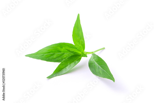 Tip of andrographis paniculata leaf on white background.