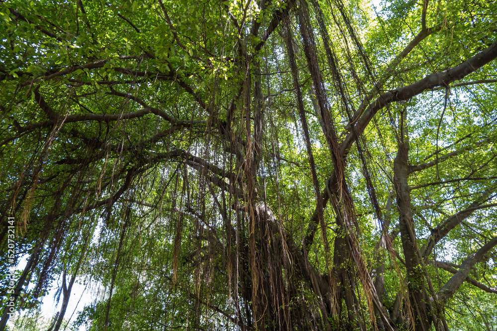 A large banyan tree with many aerial roots A large banyan tree with many aerial roots