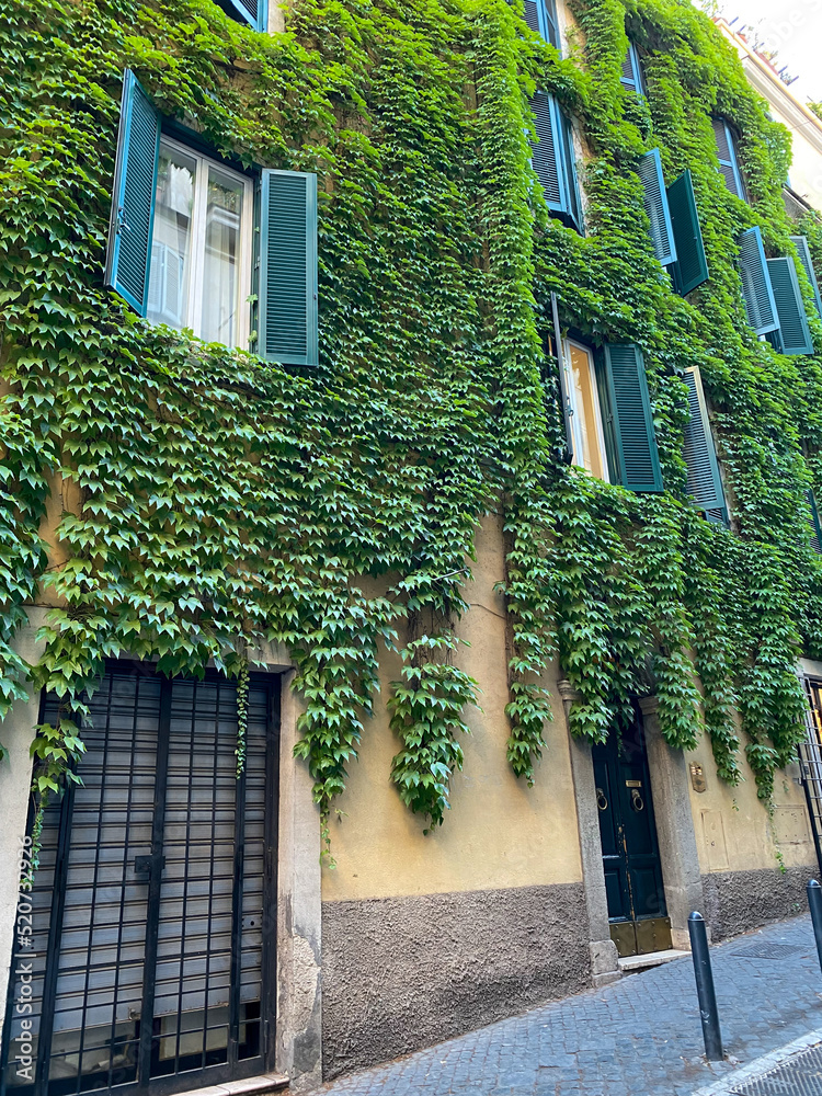 Close-up view of the delicate, green ivy leaves on an Italian villa's facade Close-up view of the delicate, green ivy leaves on an Italian villa's facade
