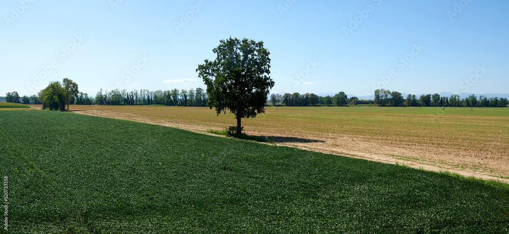 Obraz premium golena