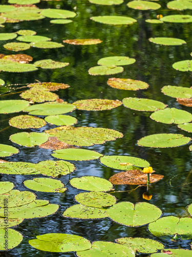 Fototapeta Naklejka Na Ścianę i Meble -  Lake with blooming yellow water lily in the summer