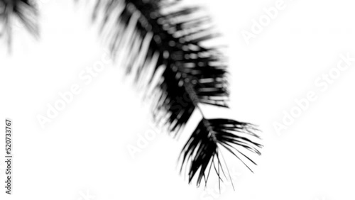 4K light map (texture) for 3D rendering- foliage, palm tree photo