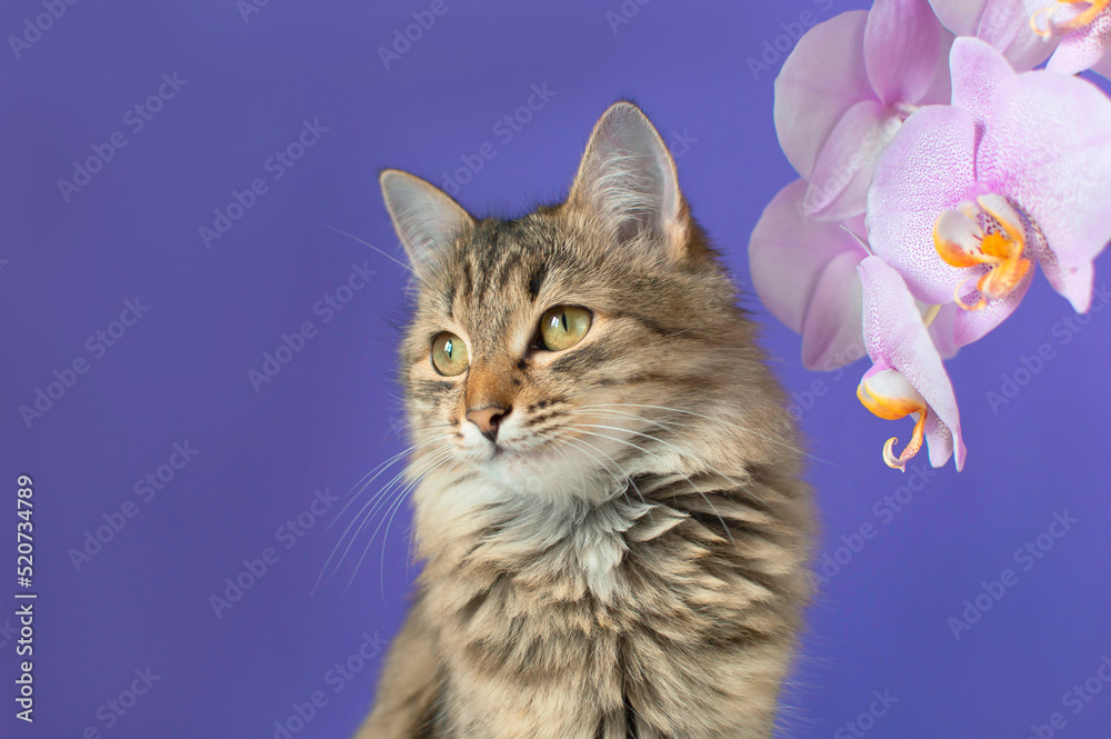 Fototapeta premium Portrait of a charming gray striped cat on a purple background. The concept of pets. Funny cat with a flower. Blank for advertising, poster, sale, veterinary clinic. Space for copying. Curious pet.