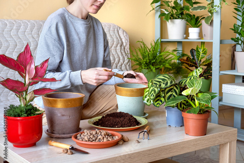 Woman replanting a young calathea makoyana plant into a new flowerpot. Young beautiful woman caring for potted indoor plants. Engaging hobby photo