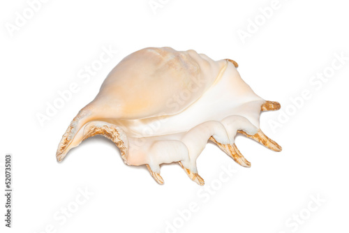 Image of spider conch seashell on a white background. Sea shells. Undersea Animals.