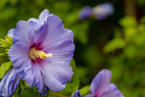 beautiful blue hibiscus flower with bokeh