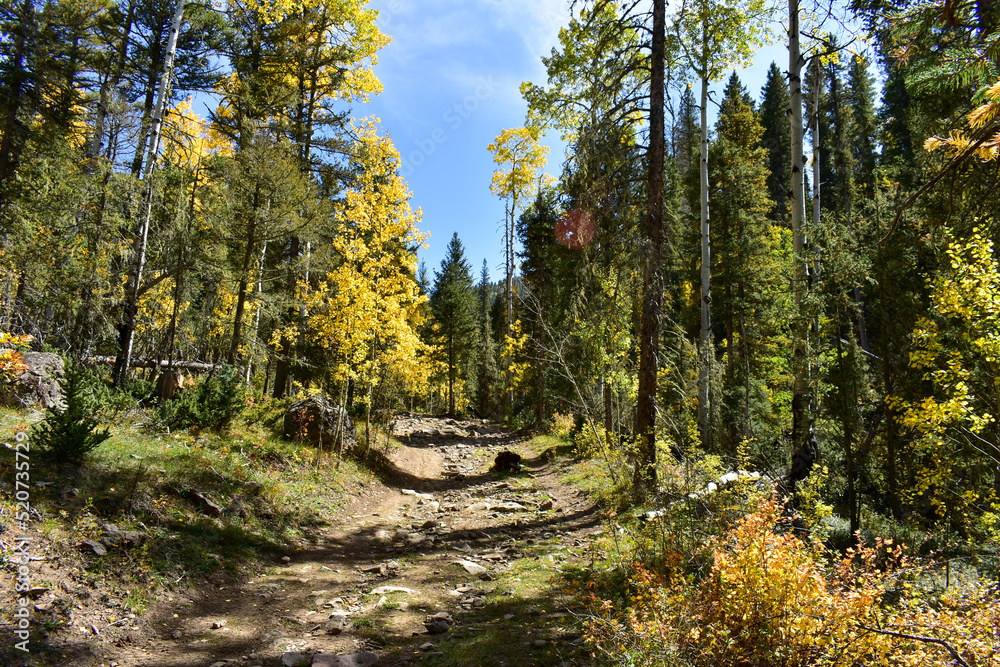 Fototapeta premium autumn in the woods
