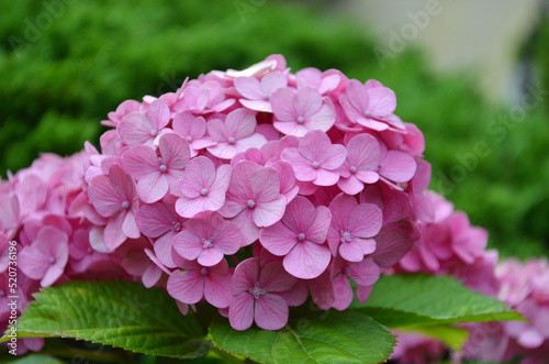 Blooming pink hydrangea flowers. close-up photo outdoors. Cultivated flowers and bushes , landscaping concept.