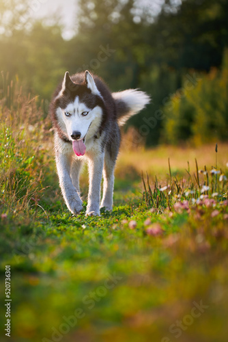 Husky dog on the walk