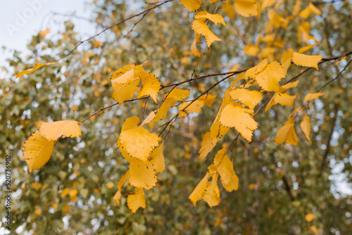 Yellow autumn leaves on a tree branch. Autumn background