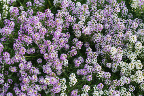 Purple and white summer flower fields of alissum photo