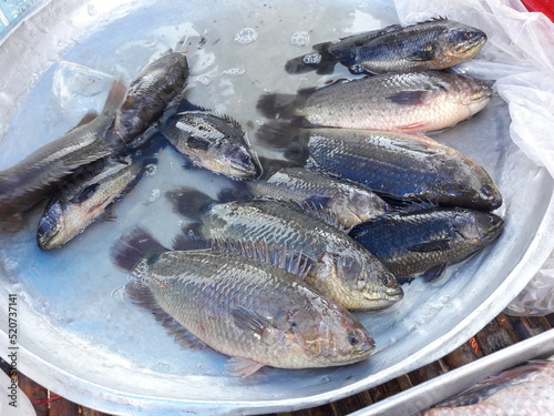 Climbing perch ( Anabas testudineus ) fishes in tray at the market, Freshwater fish species in Thailand photo