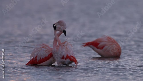 Chilean flamingo, Phoenicopterus chilensis, in the sea water in Patagonia. Big red pink bird in the nature habitat, feeding in water, snowy mountain in background, Puerto Natales in Chile, flamigos photo