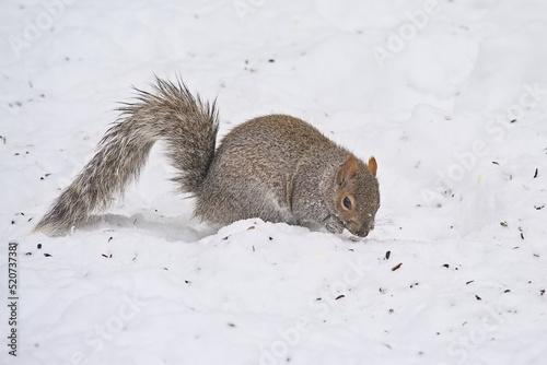 American red squirrel foraging in the snow on a sunny winter day - Tamiasciurus hudsonicus  photo