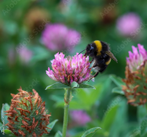 Ackerhummel