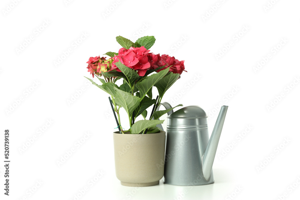 Flowers and watering can isolated on white background