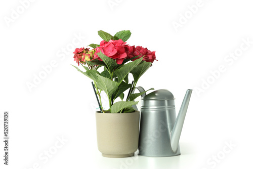 Wallpaper Mural Flowers and watering can isolated on white background Torontodigital.ca
