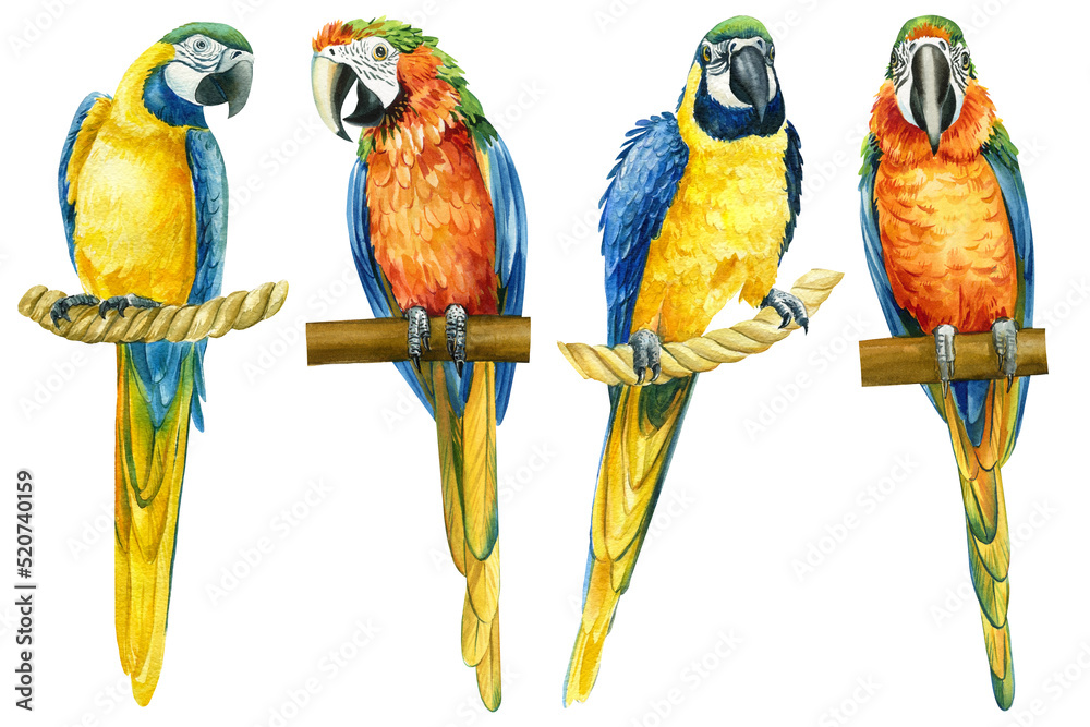 Set tropical birds, macaw isolated white background, parrots watercolor illustration. jungle design