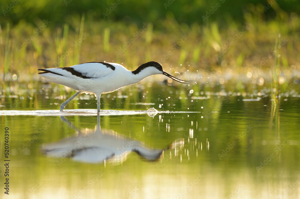 Pied avocet - Recurvirostra avosetta in the water Pied avocet - Recurvirostra avosetta in the water