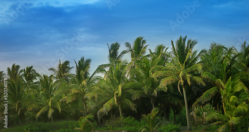 Beautiful paradise coconut palm tree at sunset time - Holiday Vacation concept