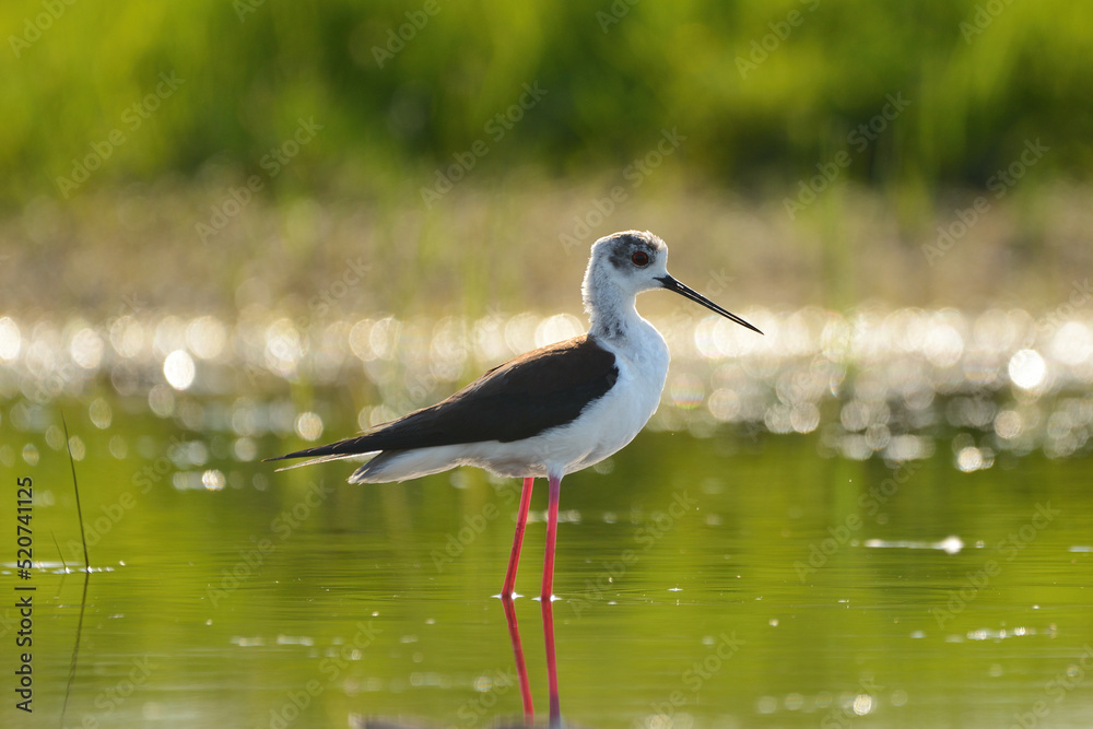 Obraz premium Black-winged stilt - himantopus himantopus wading in the water, red legs black and white wader
