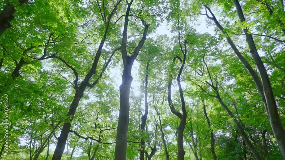 木漏れ日と木々 横移動ショット ドリーイン|Komorebi and trees / Lateral movement / dolly in 木漏れ日と木々 横移動ショット ドリーイン|Komorebi and trees / Lateral movement / dolly in