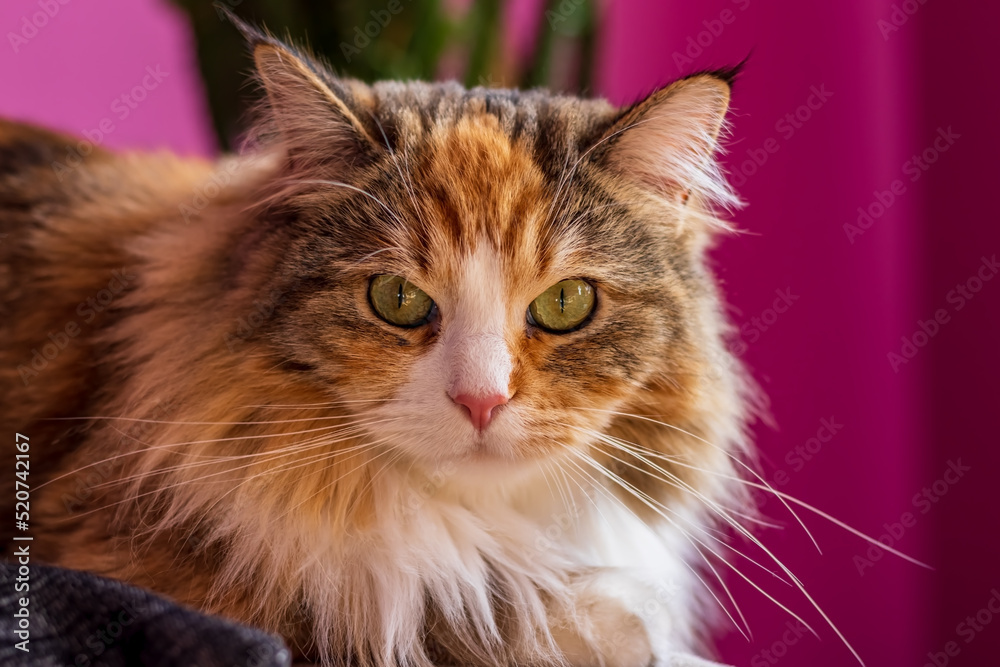 Fototapeta premium Domestic cat on a purple background.
